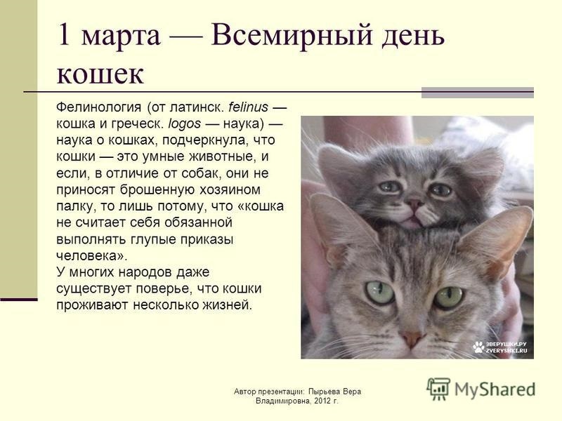 Есть день кошек. День кошек информация. День кошек презентация. Всемирный день кошек презентация. Всемирный день кошек рассказ.