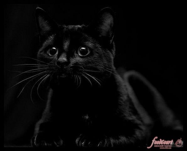 17 ноября День защиты черных котов в Италии 001