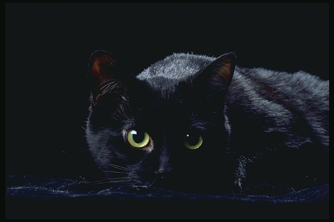 17 ноября День защиты черных котов в Италии 003