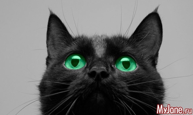 17 ноября День защиты черных котов в Италии 007
