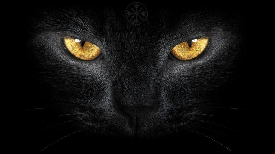 17 ноября День защиты черных котов в Италии 012