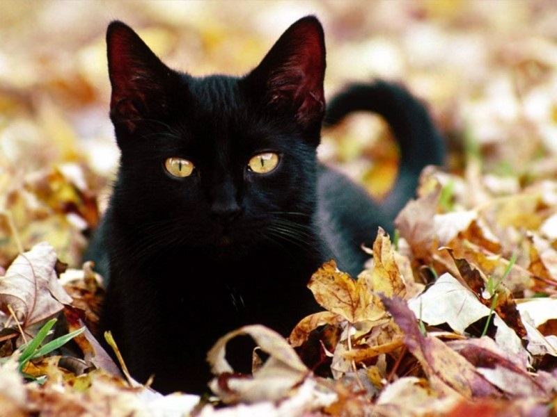 17 ноября День защиты черных котов в Италии 018