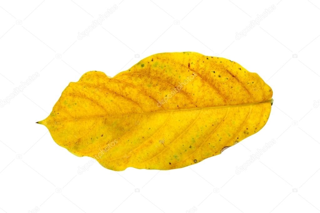 Картинки желтые листья на белом фоне 009