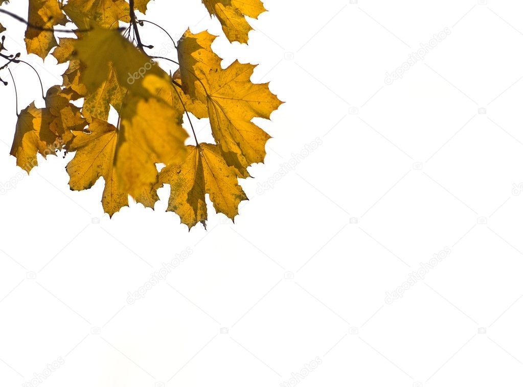Картинки желтые листья на белом фоне 014