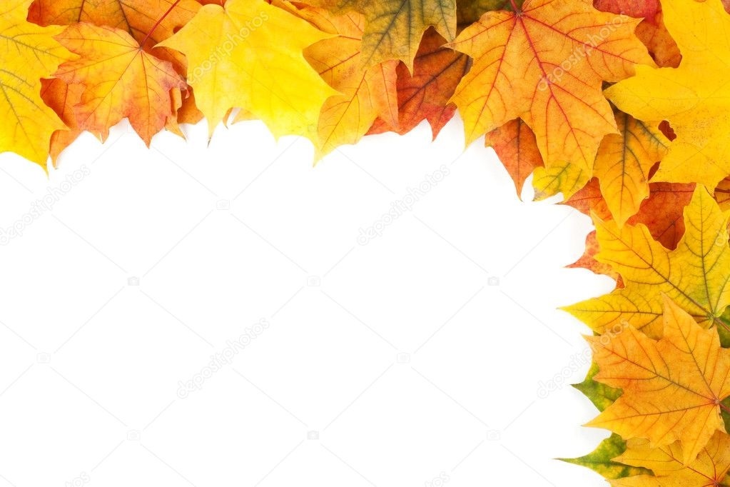 Картинки желтые листья на белом фоне 016