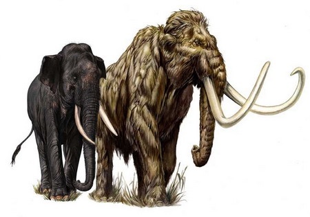 Картинки кто больше африканский слон или индийский слон 001
