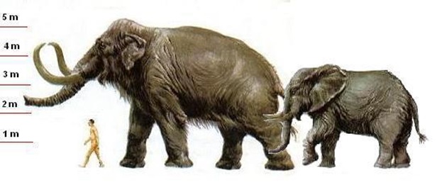 Картинки кто больше африканский слон или индийский слон 002