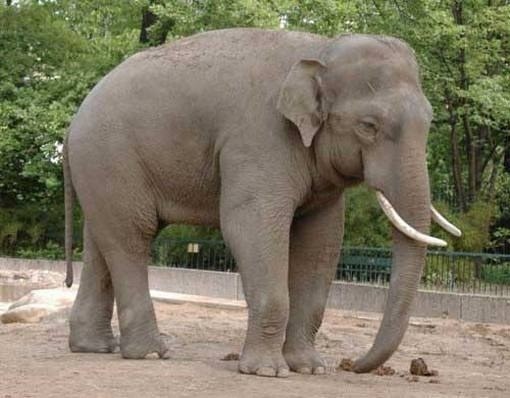 Картинки кто больше африканский слон или индийский слон 004