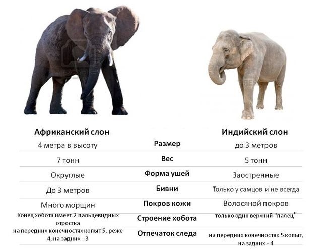 Картинки кто больше африканский слон или индийский слон 006