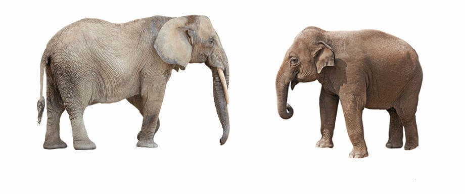 Картинки кто больше африканский слон или индийский слон 007
