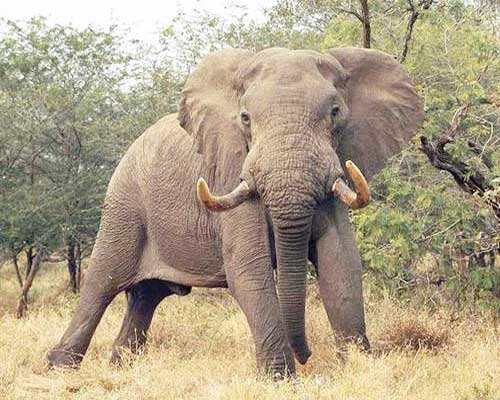 Картинки кто больше африканский слон или индийский слон 012