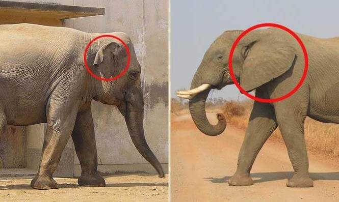 Картинки кто больше африканский слон или индийский слон 013