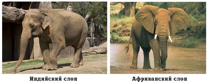Картинки кто больше африканский слон или индийский слон 014
