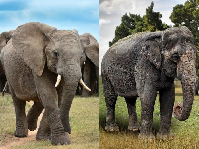 Картинки кто больше африканский слон или индийский слон 016