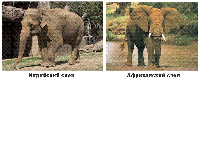 Картинки кто больше африканский слон или индийский слон 017