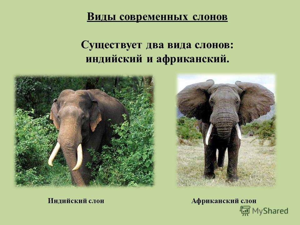 Картинки кто больше африканский слон или индийский слон 019