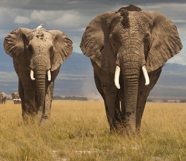 Картинки кто больше африканский слон или индийский слон 020