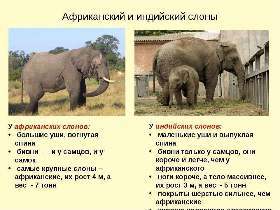 Картинки кто больше африканский слон или индийский слон 022