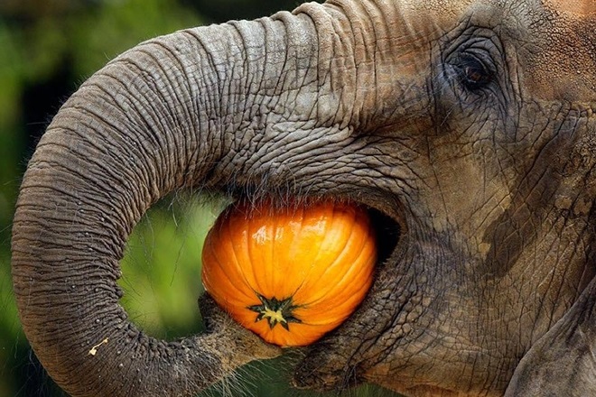 Картинки кто больше африканский слон или индийский слон 023