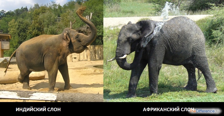 Картинки кто больше африканский слон или индийский слон 024