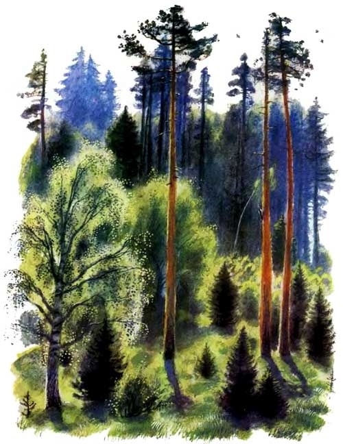 Картинки лето в лесу для детей 007