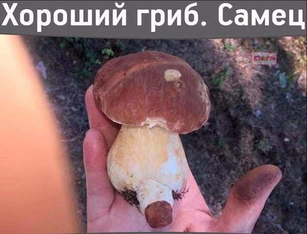 Прикольные картинки с грибами в лесу 004