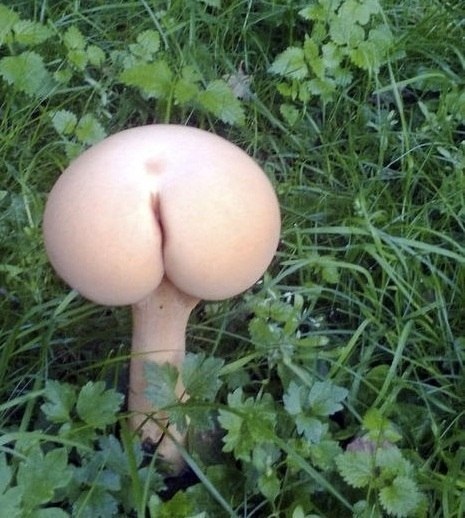 Прикольные картинки с грибами в лесу 008