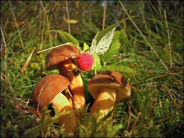 Прикольные картинки с грибами в лесу 015