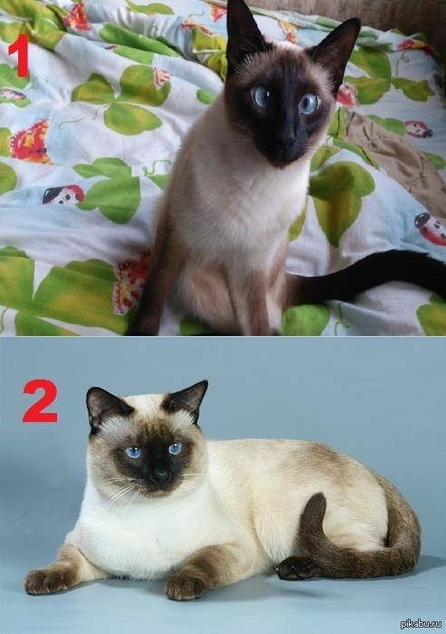 Сиамский кот и тайский кот фото 019
