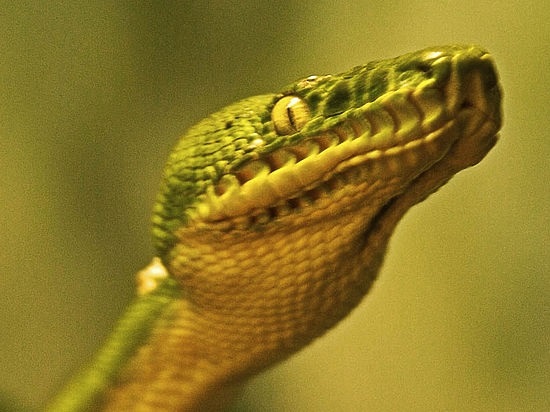Фото змеи астраханской области фото описание 004