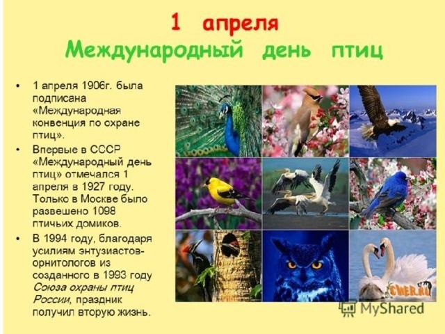 Фото и картинки на 1 апреля Международный день птиц 009