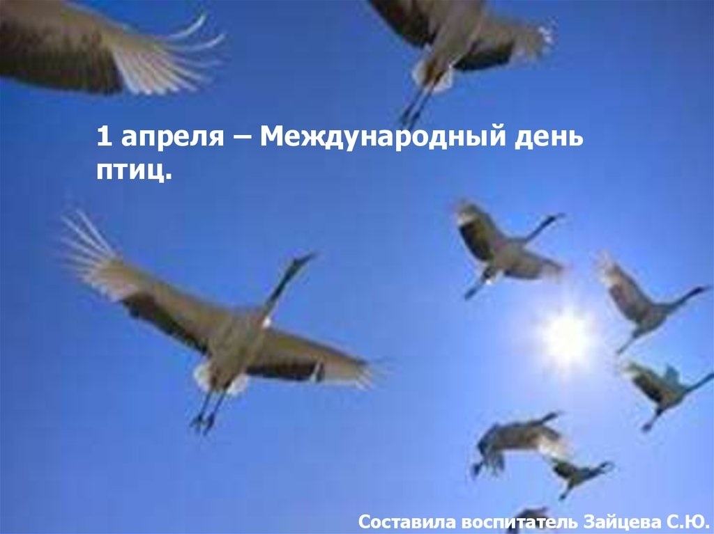 Фото и картинки на 1 апреля Международный день птиц 015