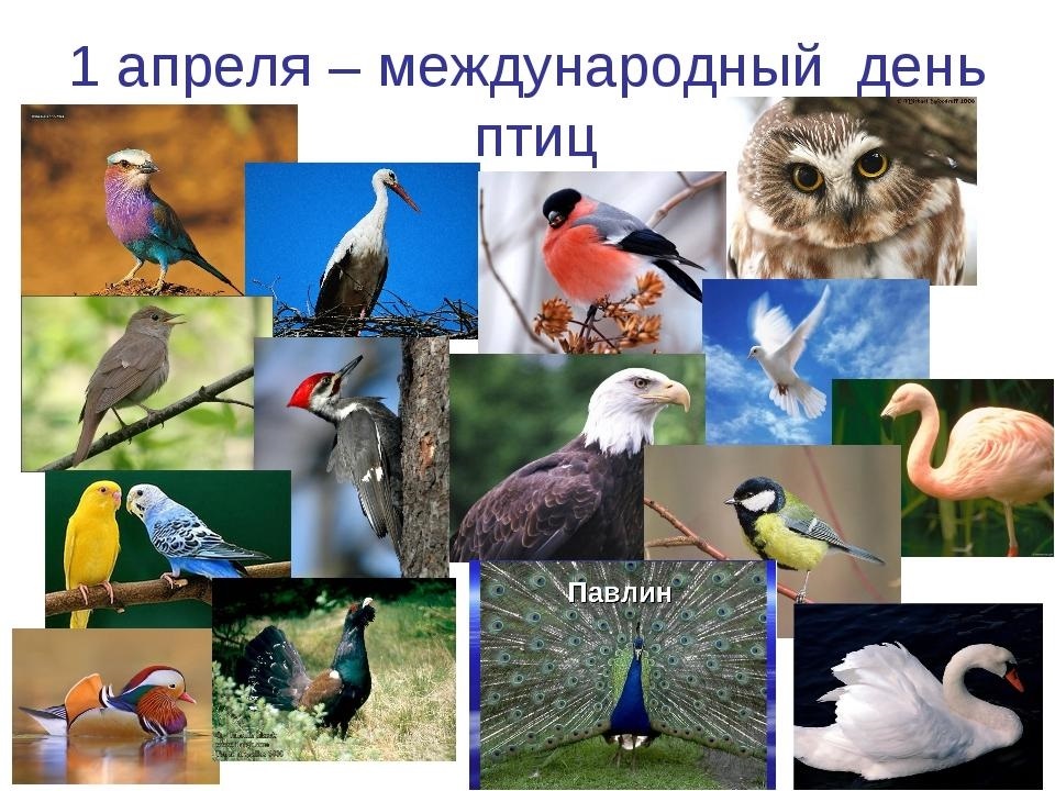 Фото и картинки на 1 апреля Международный день птиц 016