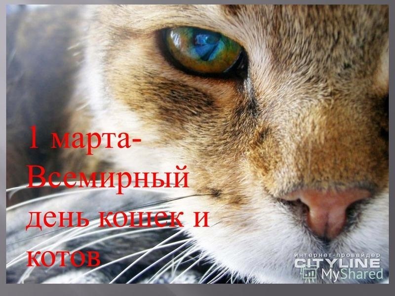 Фото и картинки на 1 марта Всемирный день кошек 003