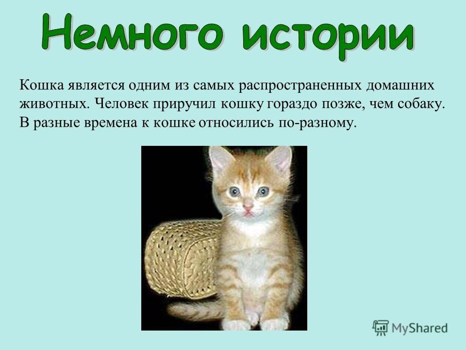 Фото и картинки на 1 марта Всемирный день кошек 007
