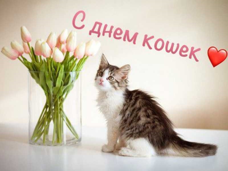 Фото и картинки на 1 марта Всемирный день кошек 012