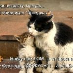 Фото и картинки на 1 марта Всемирный день кошек 016