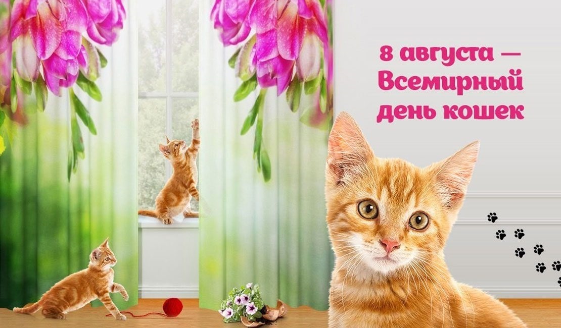Отзыв день кошек. Всемирный день кошек. Всемирный день кошек 8 августа. Всемирный день кошек открытки. Всемирный день кошек 8 августа открытки.