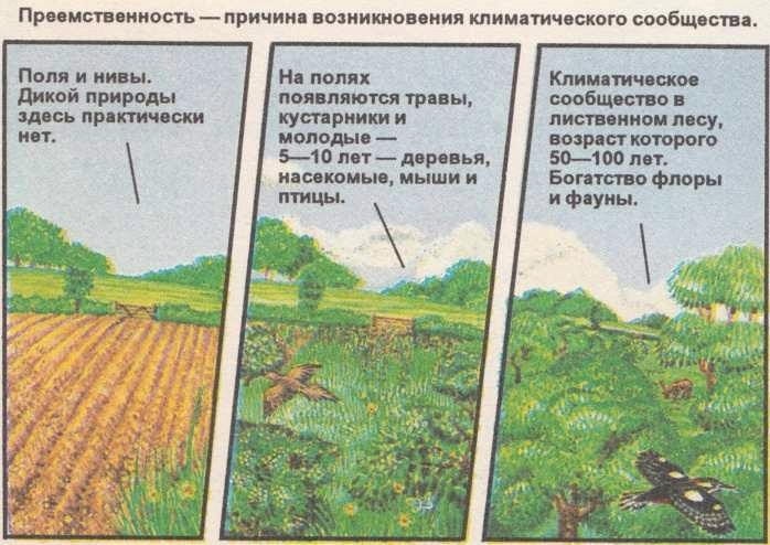 Методы изменения природы. Преемственность в природе. Примеры преемственности в природе. Причины изменения природы. Изменение в природе примеры.