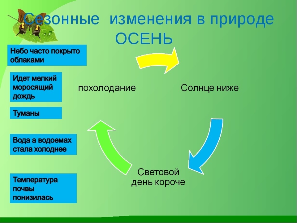 План сообщения на тему сезонные изменения в растительном сообществе