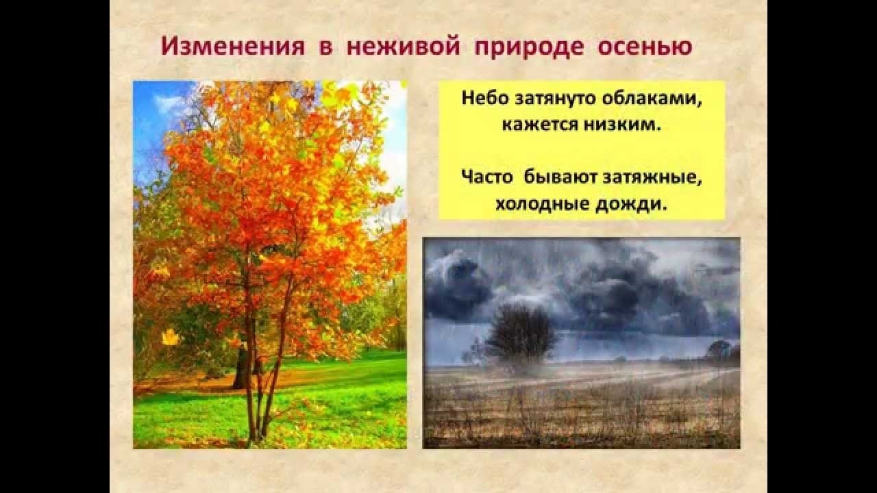 Сезонные изменения летом 5 класс. Осенние изменения в неживой природе. Осень сезонные изменения. Осенние изменения в природе. Изменения в живой природе осенью.