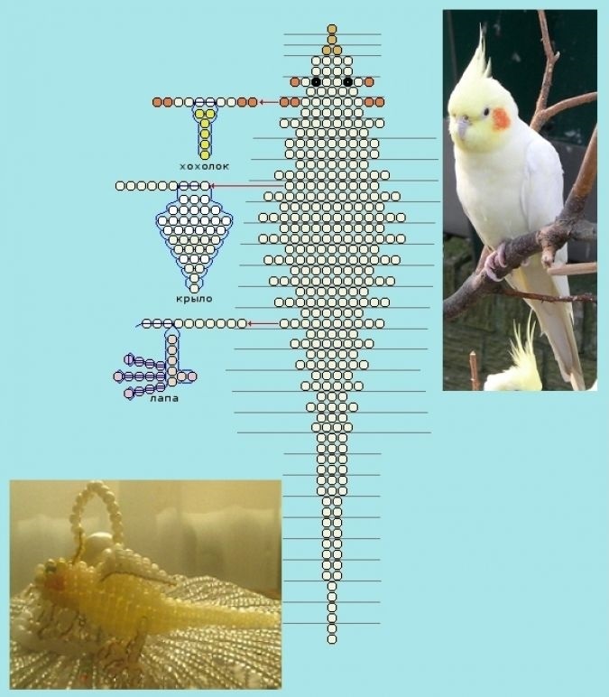 Схема на попугая из бисера