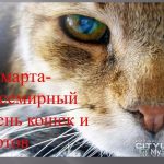 1 марта Всемирный день кошек 018