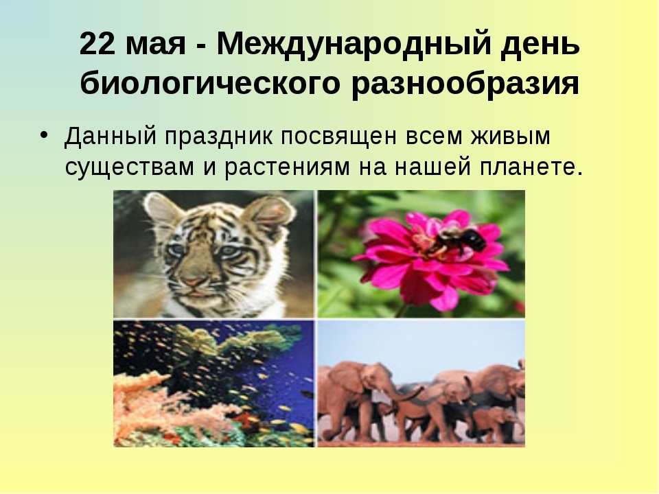 Увеличение видового разнообразия. 22 Мая Всемирный день биологического разнообразия. Международный день биоразнообразия. Международный день сохранения биологического разнообразия. 22 Мая день биоразнообразия.