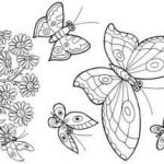 Butterfly раскраска красивая010