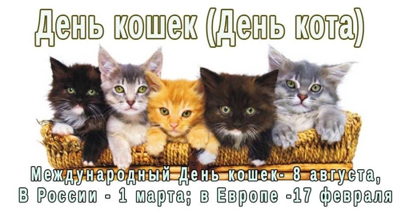 Всемирный день кошек 014