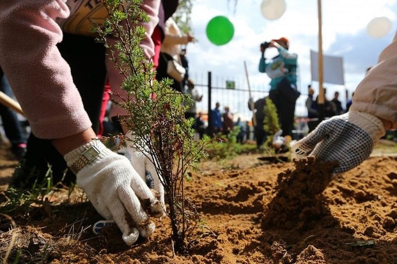 День посадки деревьев в Алжире 009