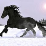 Красивые картинки милые лошадки (23 шт)