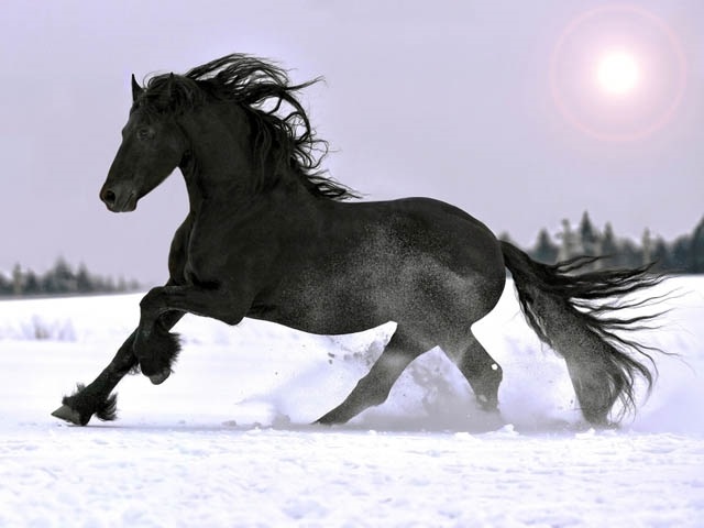 Красивые картинки милые лошадки 023