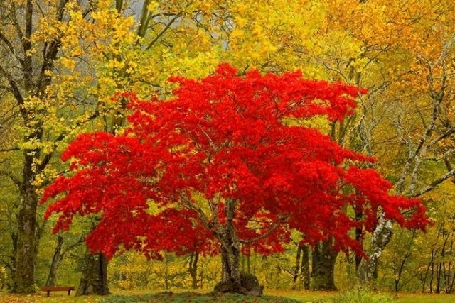 Красивые картинки октябрь в лесу 009